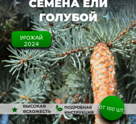 Семена ели голубой или ели колючей сизой (Picea pungens Glauca)