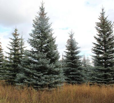 Семена ели голубой или ели колючей сизой (Picea pungens Glauca)