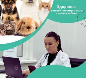 ProVet Clinic в Алматы: Все для здоровья вашего питомца!