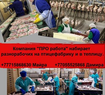 Компания ПРO работа ищeт разнорабочих на работу в птицефабр. и теплицу