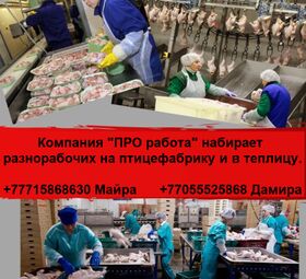 Компания ПРO работа ищeт разнорабочих на работу в птицефабр. и теплицу