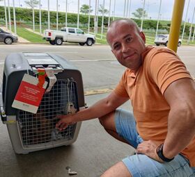 Перевозка животных в Америку и Европу