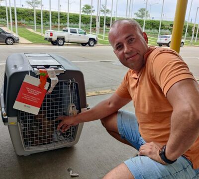 Перевозка животных в Америку и Европу